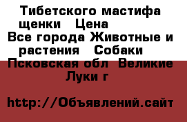  Тибетского мастифа щенки › Цена ­ 10 000 - Все города Животные и растения » Собаки   . Псковская обл.,Великие Луки г.